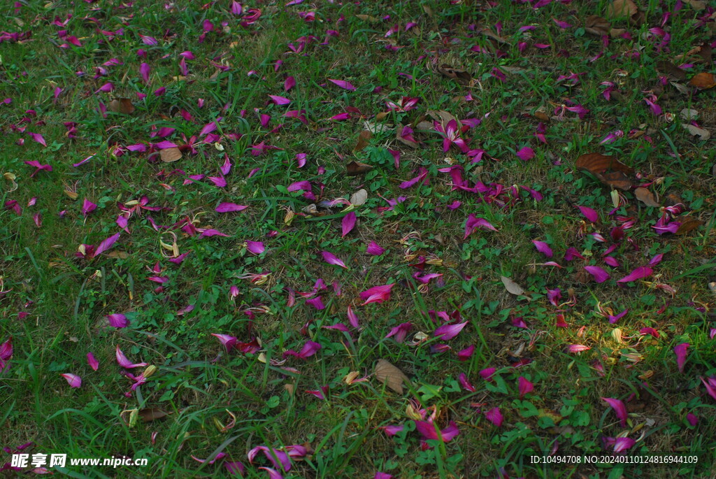 紫荆花落叶