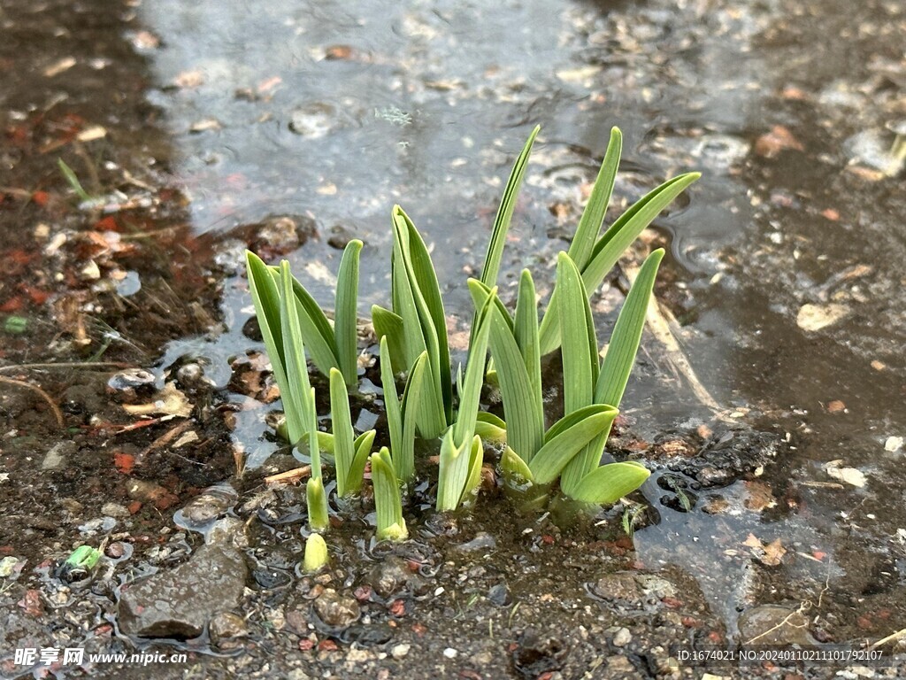 嫩芽