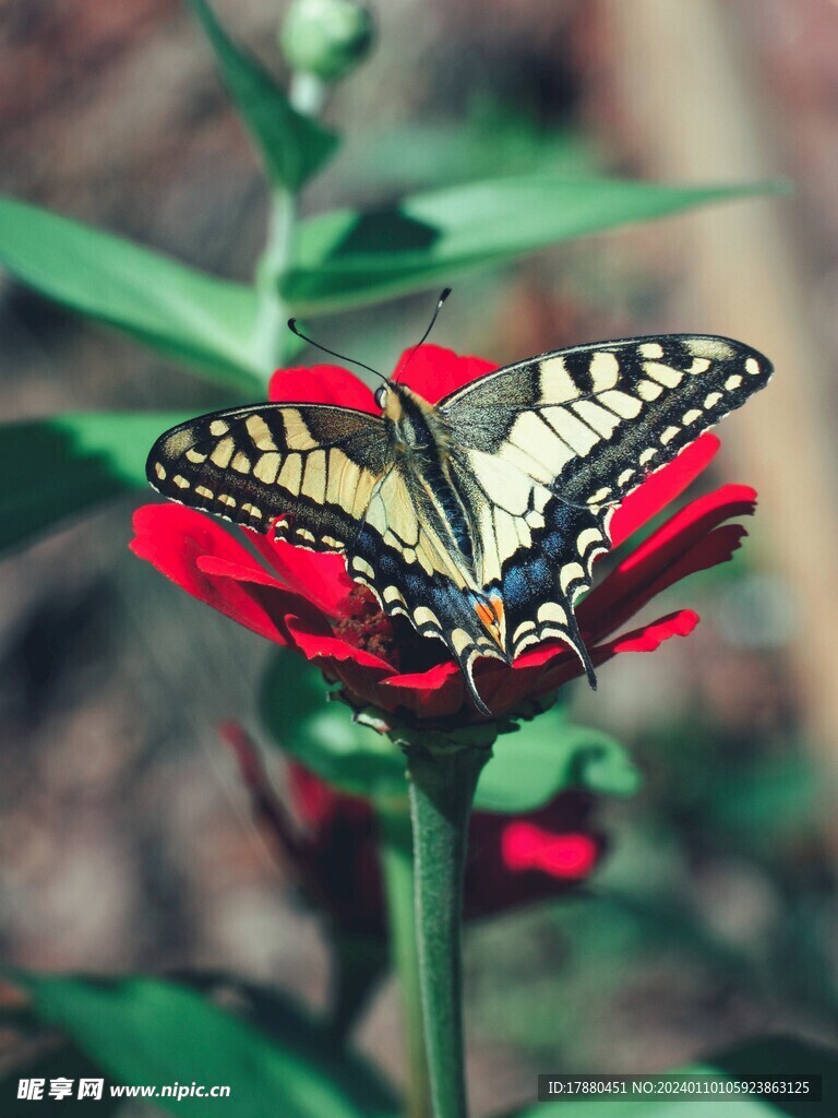 蝴蝶