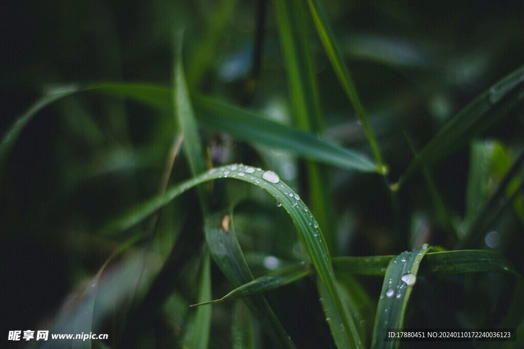 绿草