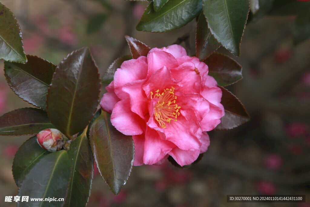 山茶花