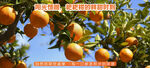 橙子