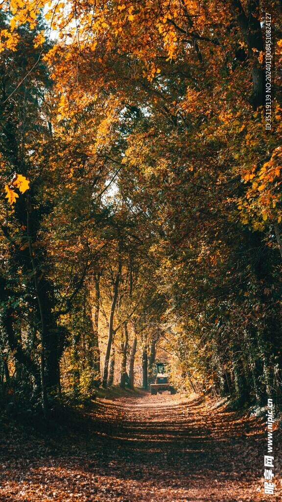 树林风景