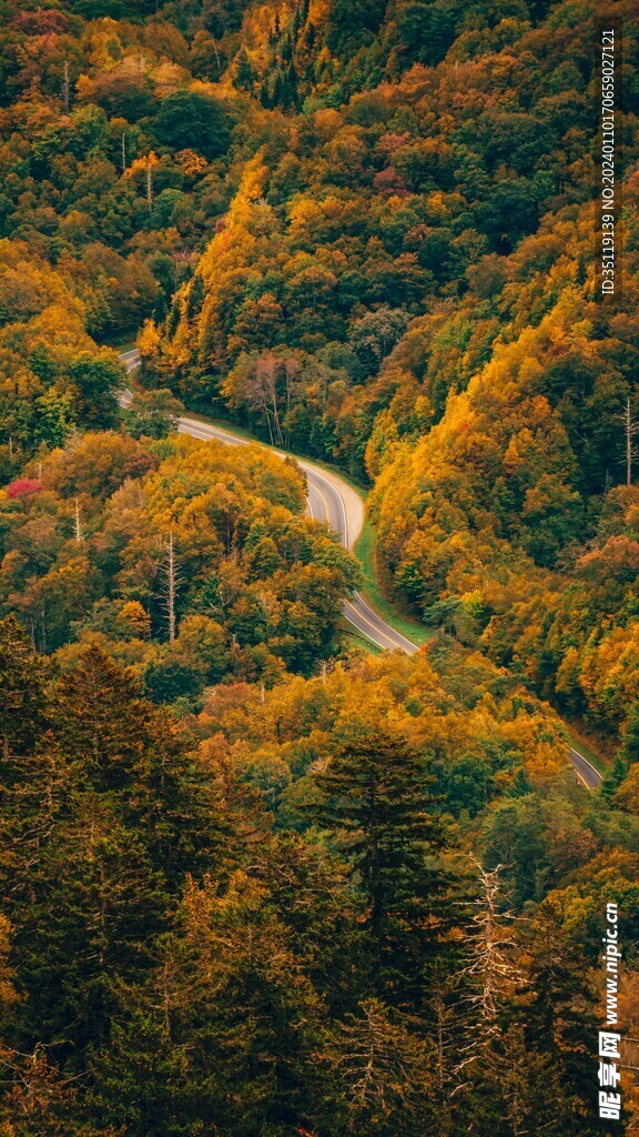 森林风景