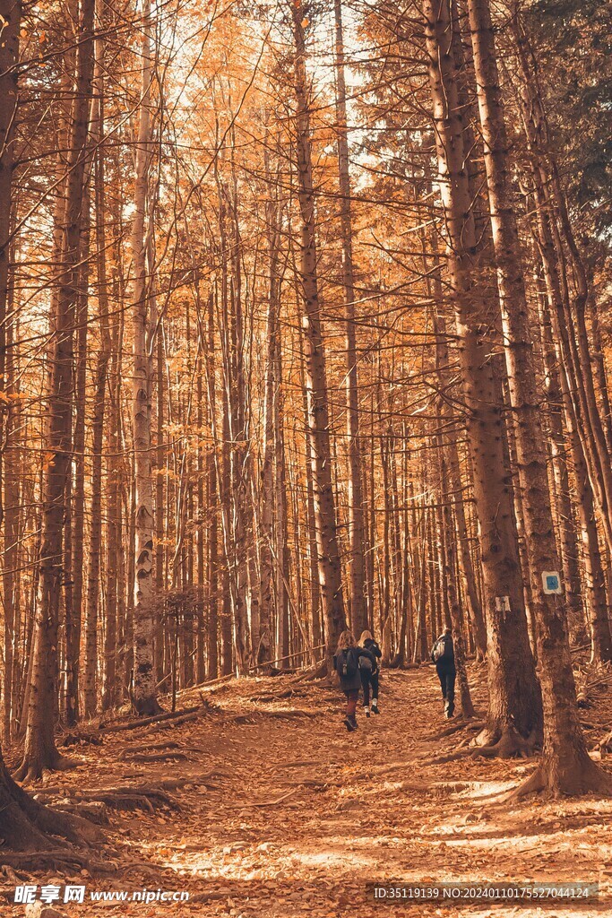 森林风景