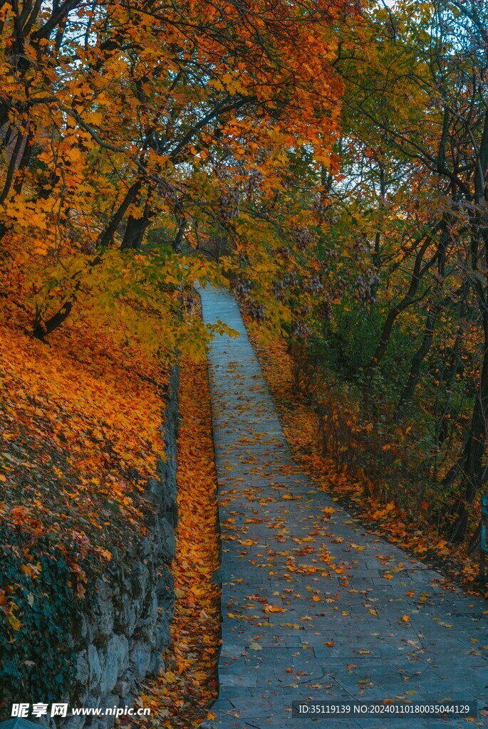 树林风景