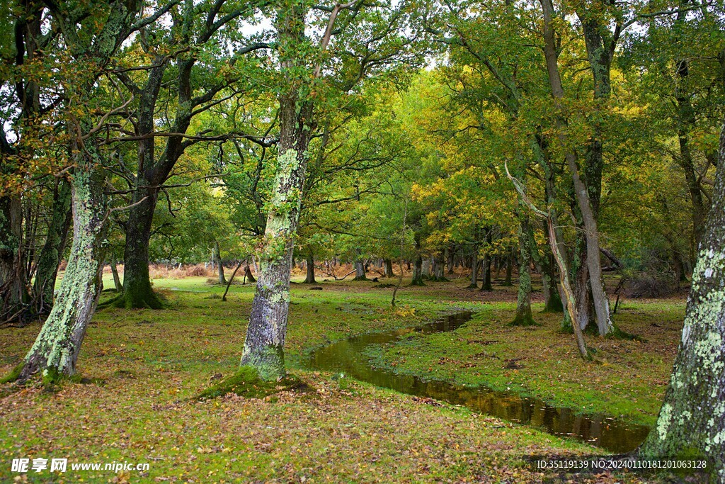 树林风景