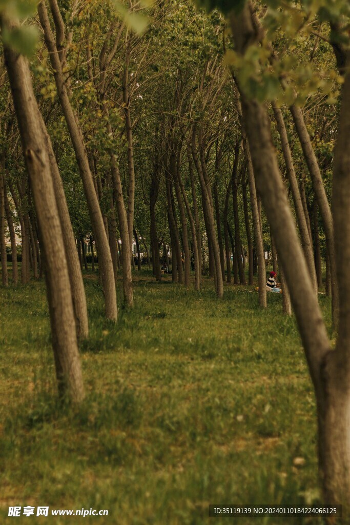 树林风景