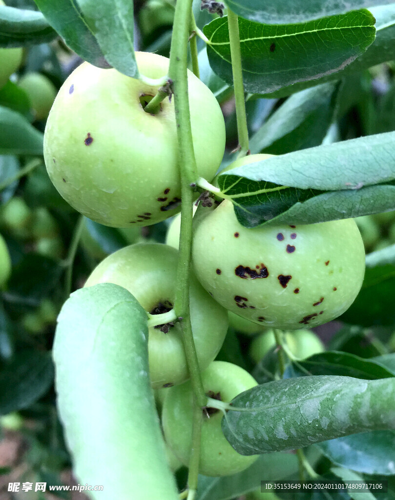 大荔冬枣 黑点病 红点病 炭疽