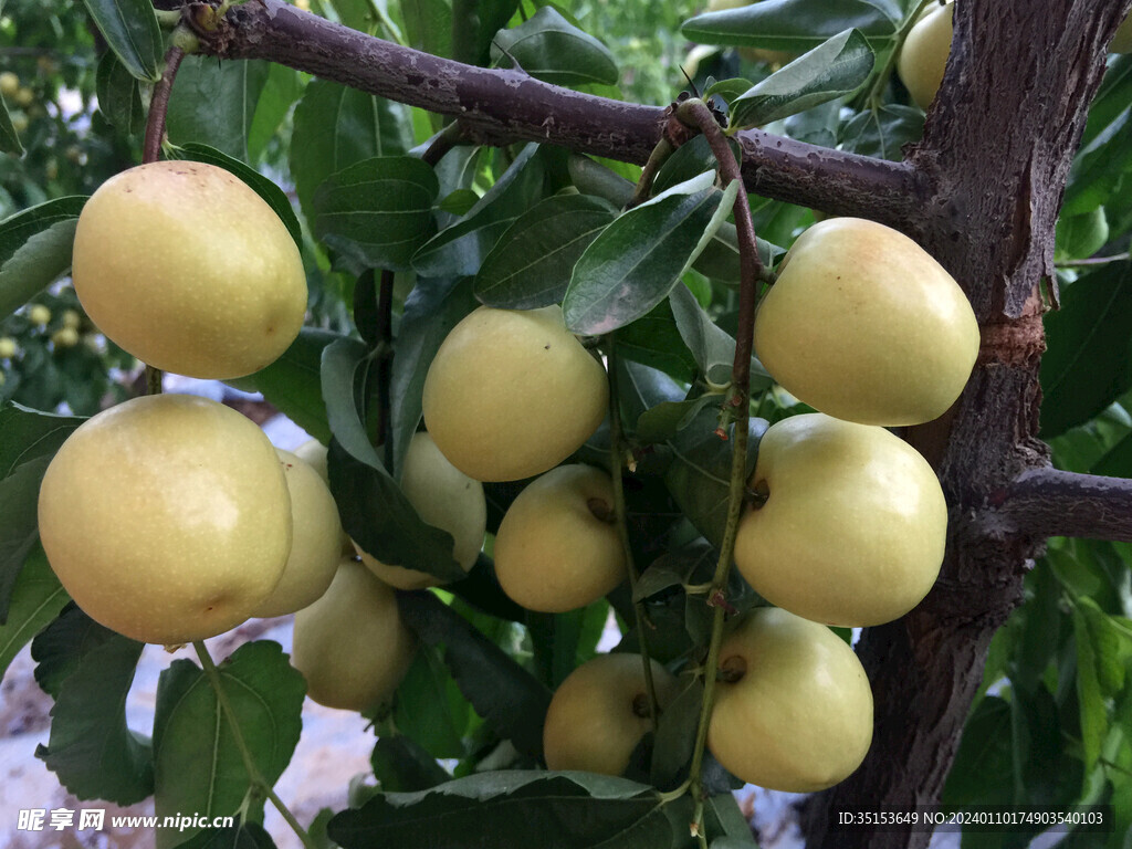 大荔冬枣