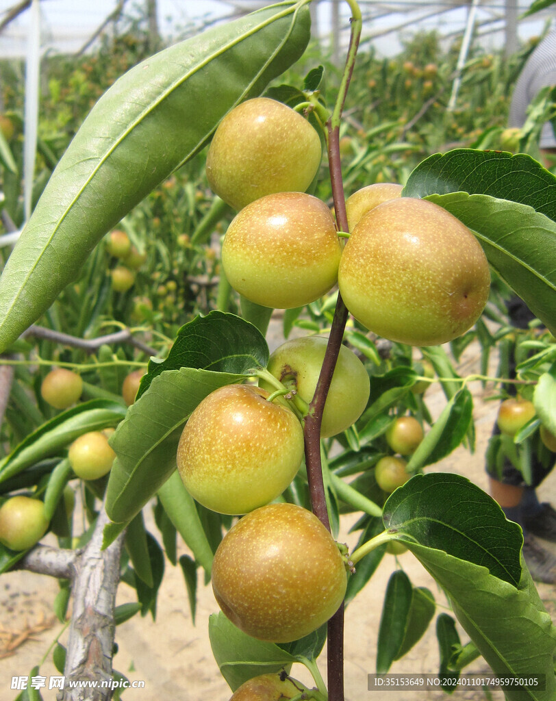 大荔冬枣