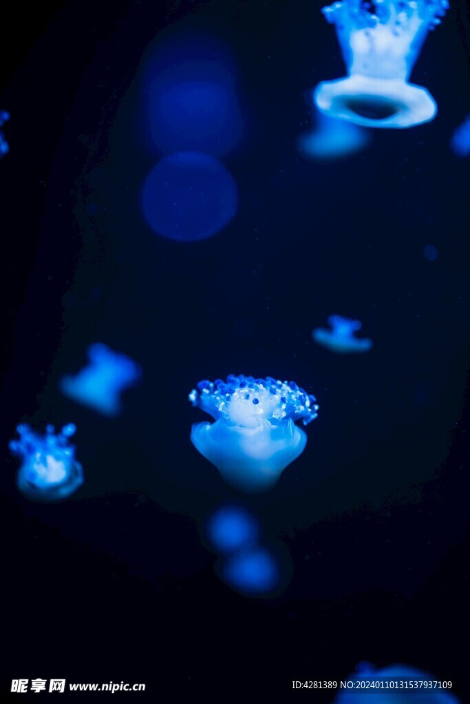 水中的蓝色水母