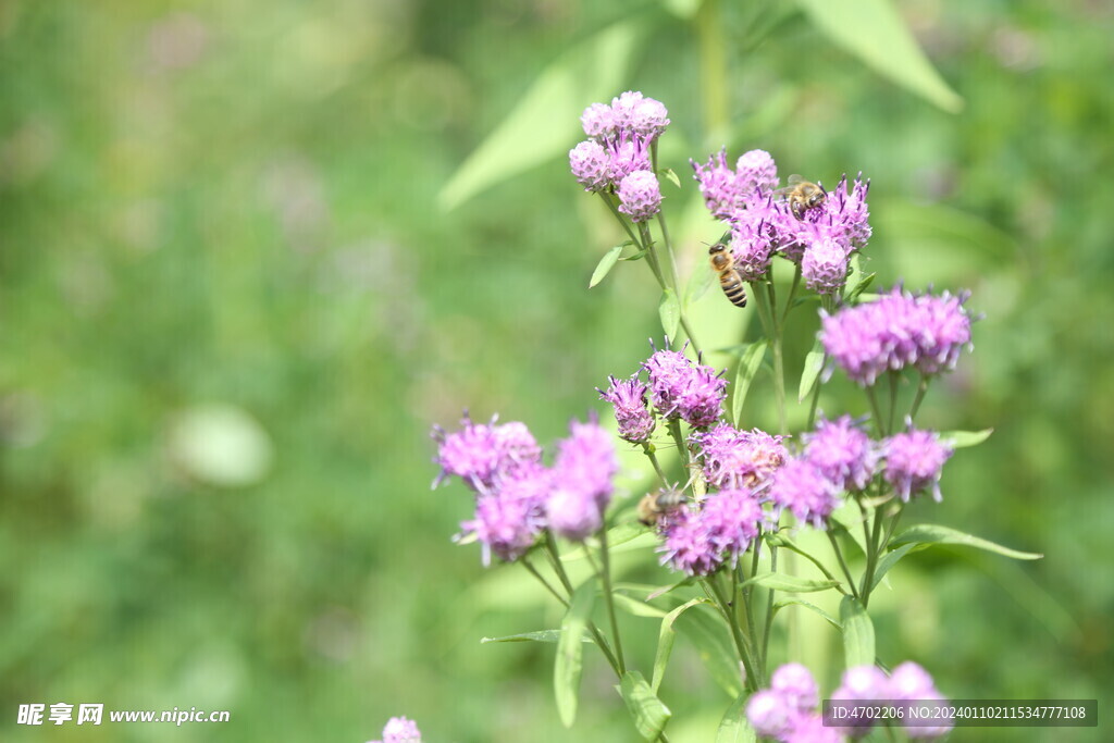 春天的粉色花朵