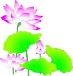 荷花 花草  矢量图