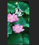 莲花
