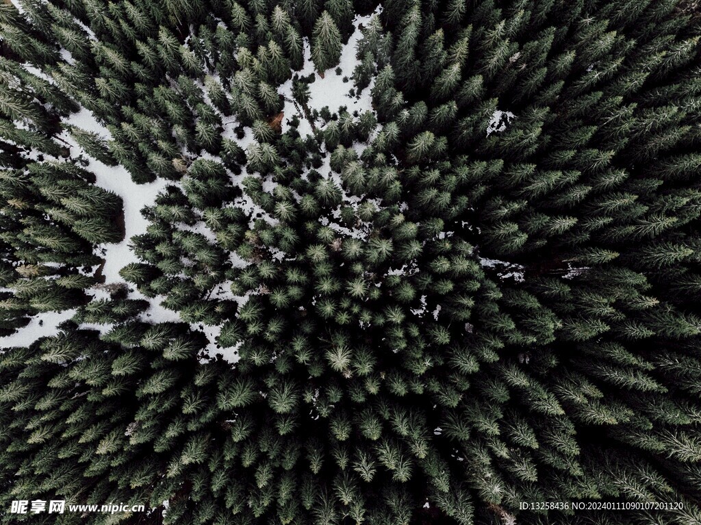 森林雪地
