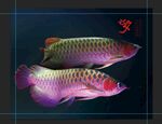 红龙鱼水族观赏鱼海报壁纸