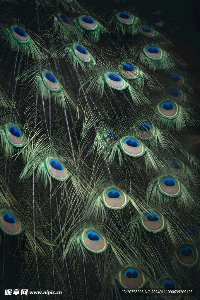 孔雀毛