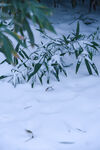 雪与竹