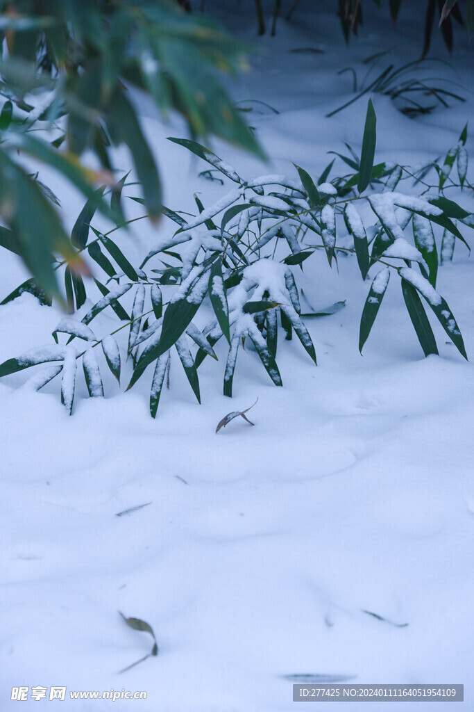 雪与竹
