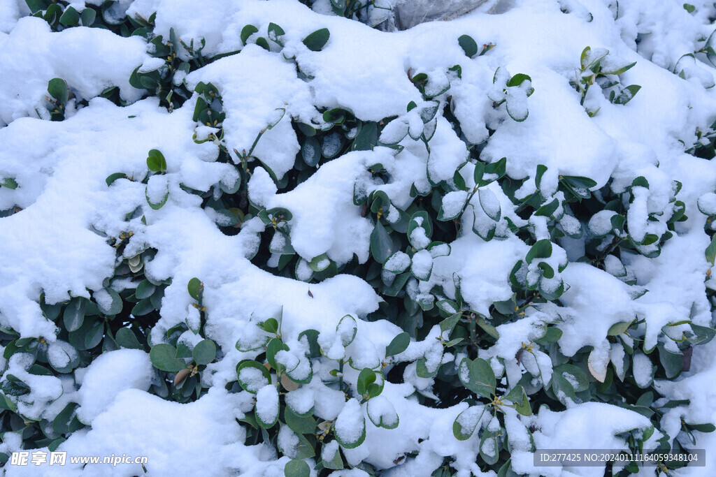 雪与植物