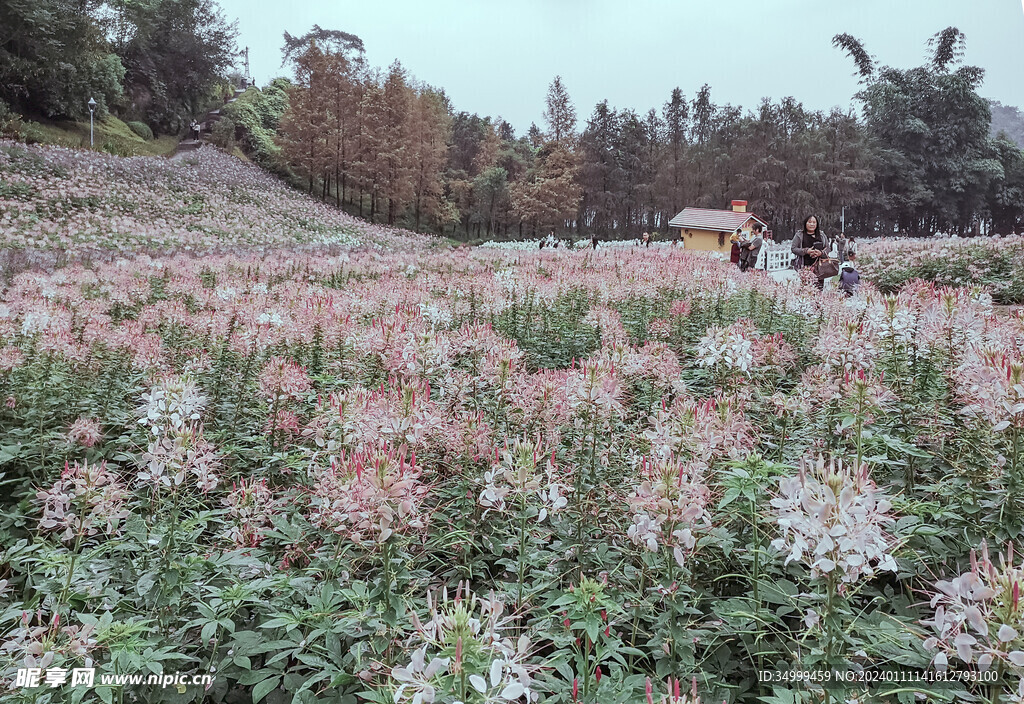 醉蝶花