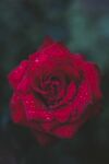 玫瑰花