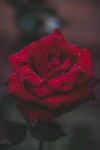 玫瑰花