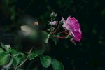 玫瑰花
