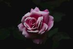 玫瑰花
