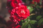 玫瑰花
