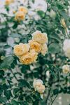 玫瑰花