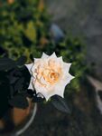 白玫瑰