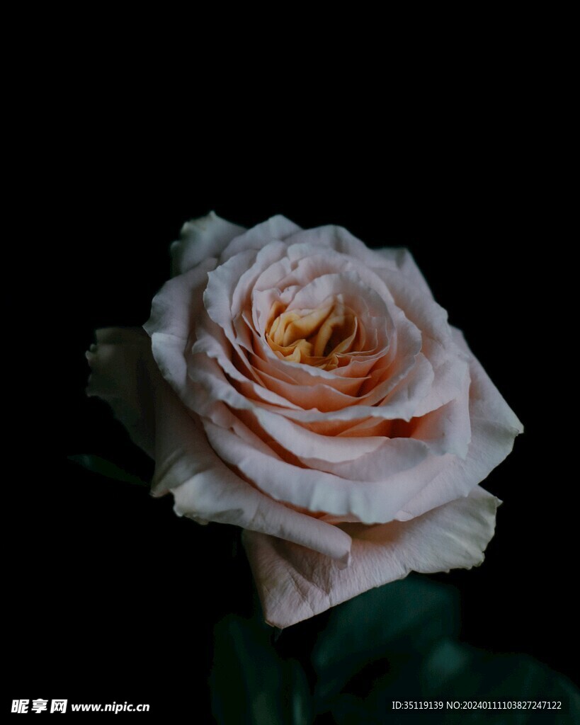 玫瑰花