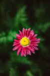 雏菊