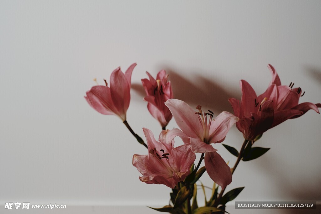 百合