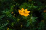黄花