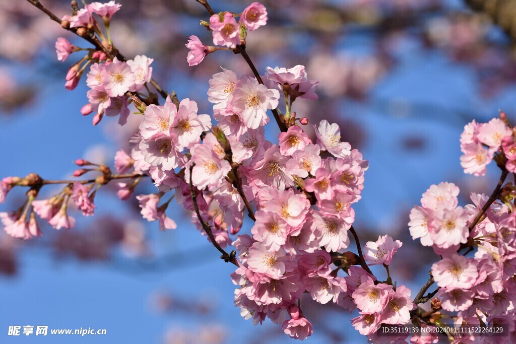 樱花