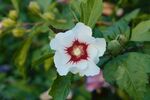 芙蓉花