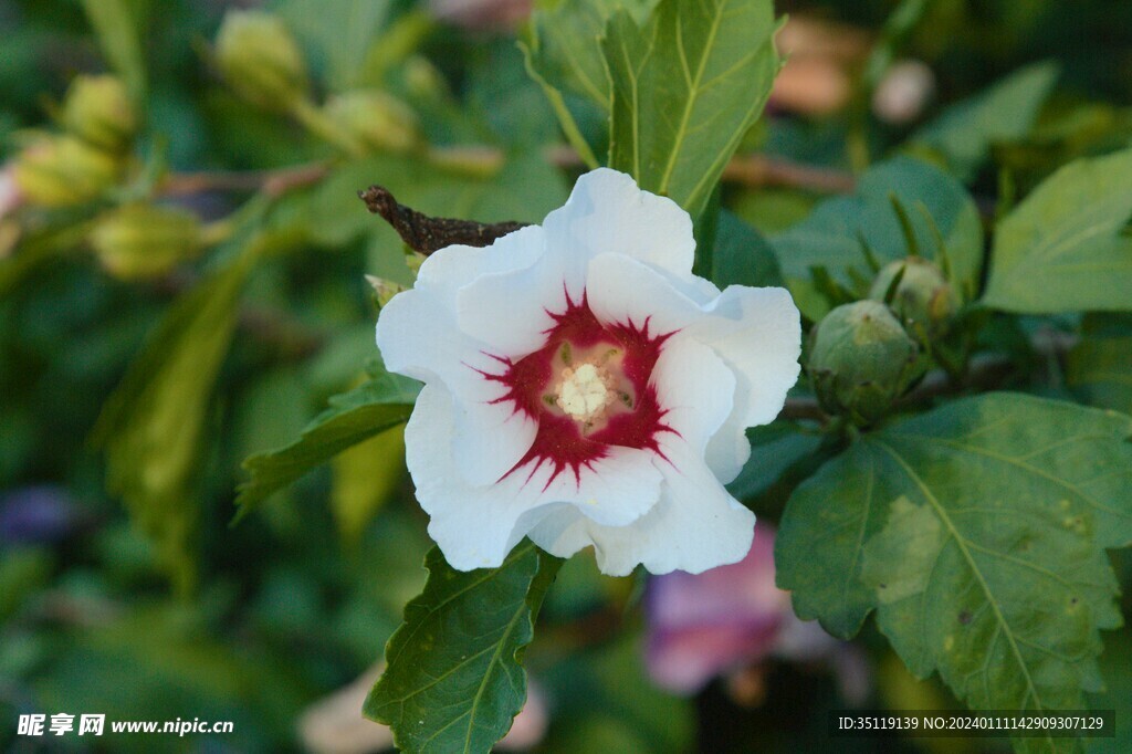 芙蓉花