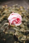 玫瑰花