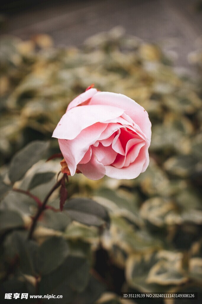 玫瑰花