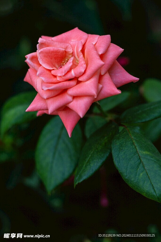 玫瑰花