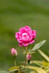 玫瑰花