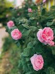 玫瑰花