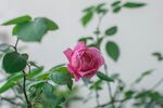 玫瑰花
