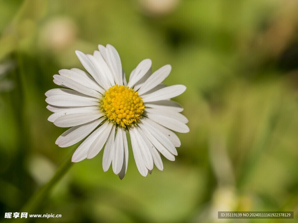 雏菊