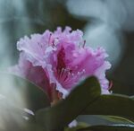 杜鹃花