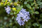 茉莉花