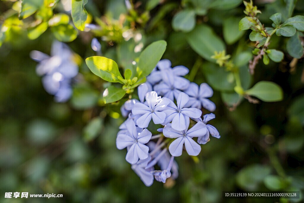 茉莉花